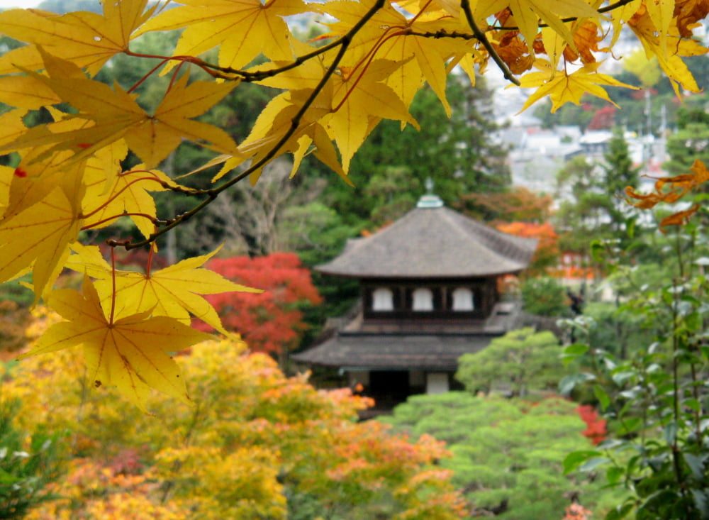 Tận hưởng vẻ đẹp mùa thu tại Kyoto