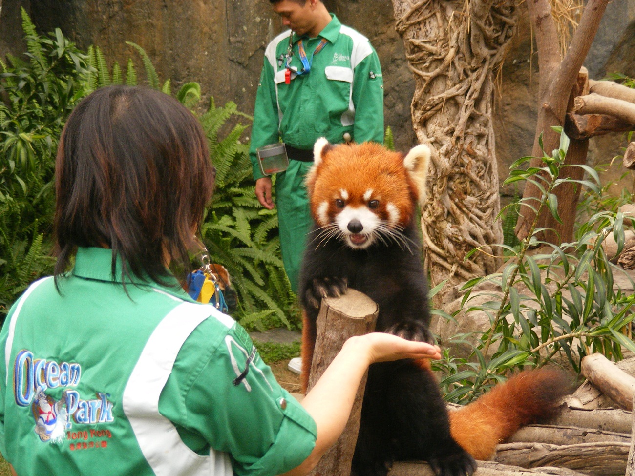 Ocean Park Hong Kong 11