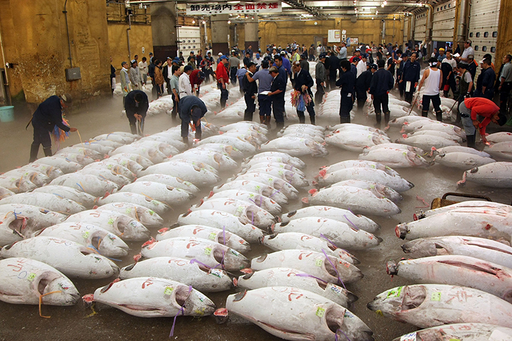 cho ca tsukiji 3