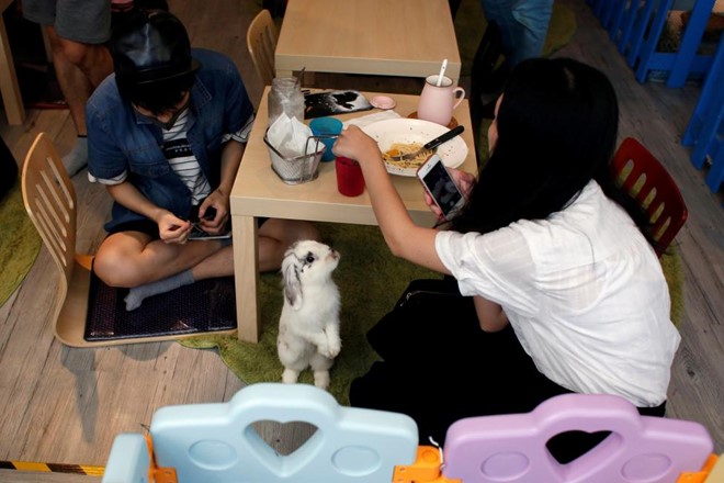 quan cafe Rabbitland 1