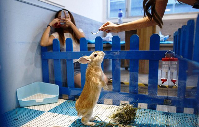 quan cafe Rabbitland 2
