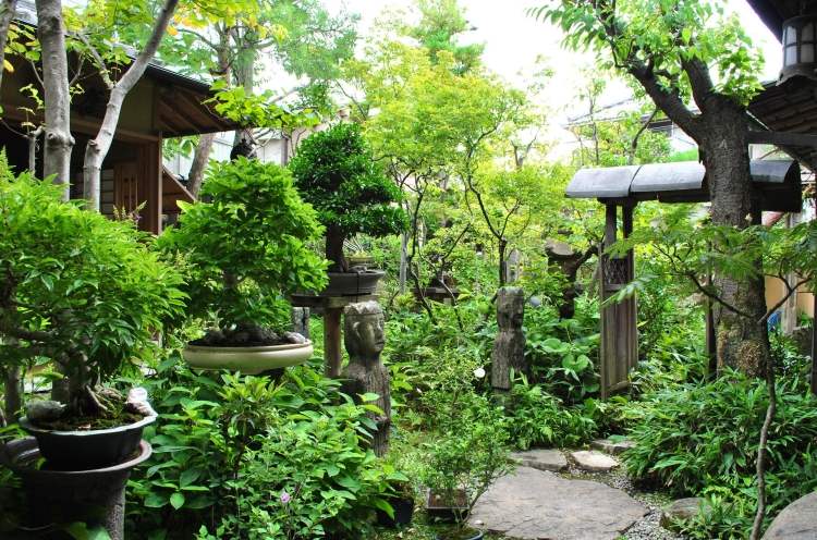 bonsai nhat ban 7
