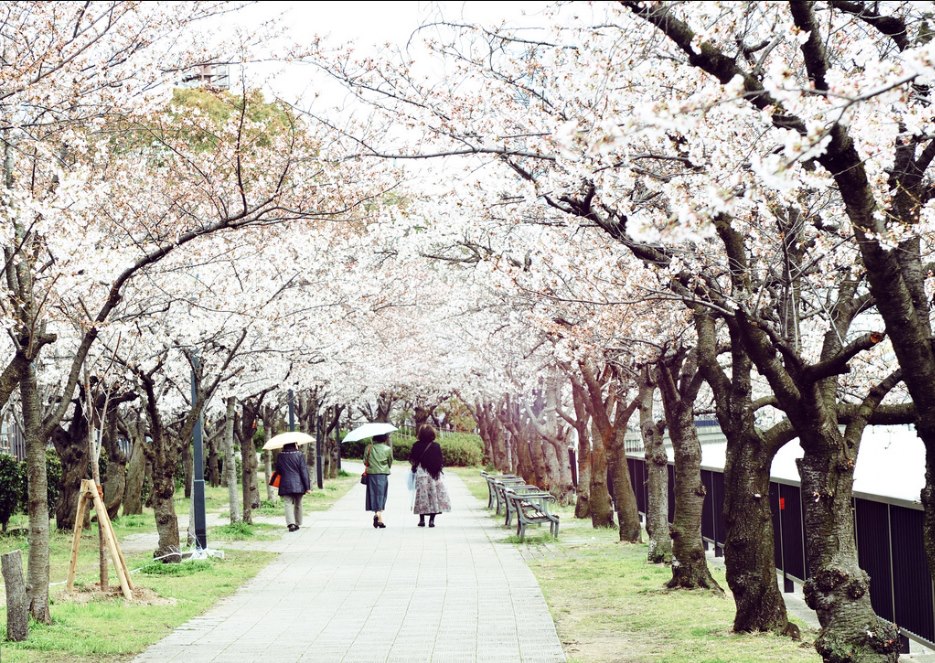 le hoi Hanami 3
