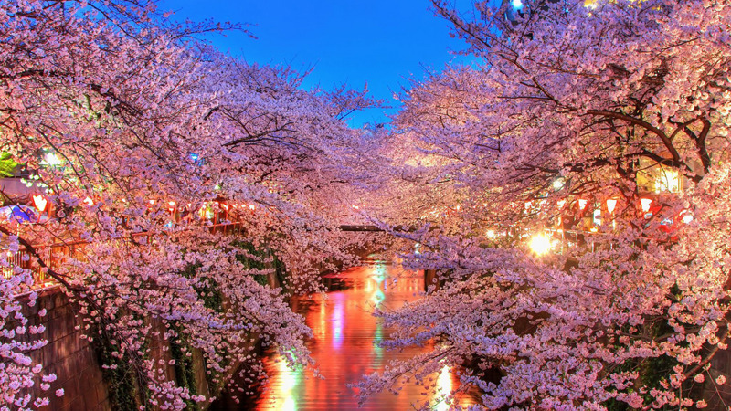 le hoi Hanami 4