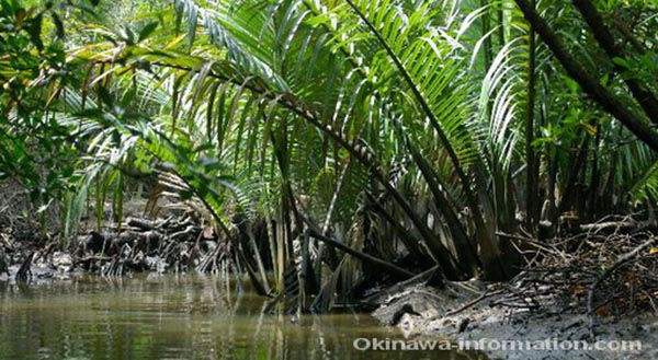dao Iriomote nhat ban 5