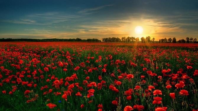 vuon hoa Poppy 1
