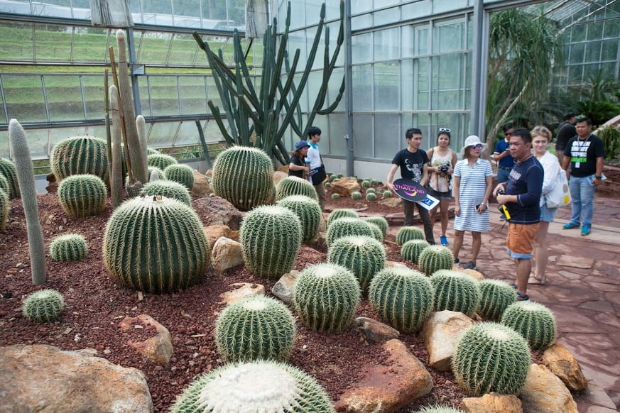 Khám phá vườn ươm xương rồng Queen Sirikit Botanic Garden tuyệt đẹp tại Thái Lan