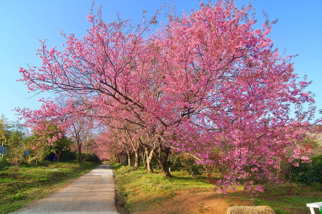 Trung tâm nghiên cứu hoàng gia Khun Wang