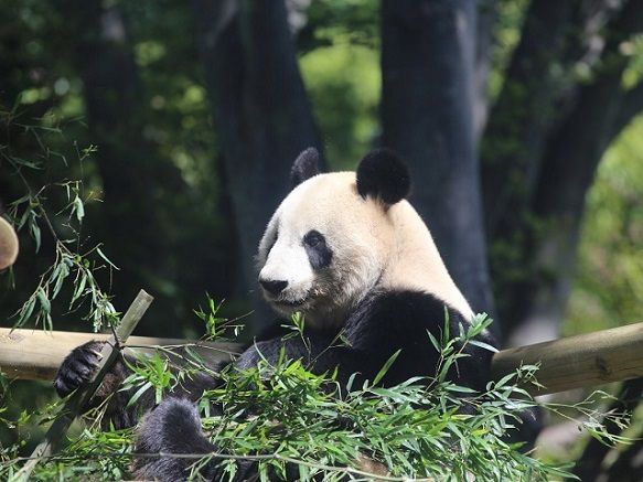 Chú gấu Xiang Xiang sẽ được mang trở về Trung Quốc để phối giống trong hôm nay