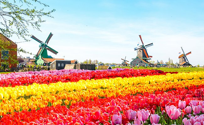 Lễ hội hoa Keukenhof diễn ra ở Hà Lan