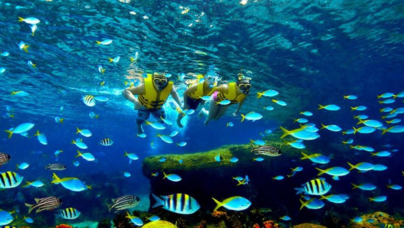 Du lịch Singapore khám phá thủy cung diệu kỳ tại S.E.A Aquarium