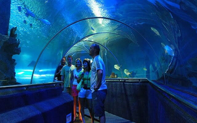 Những trải nghiệm thú vị tại S.E.A Aquarium Singapore