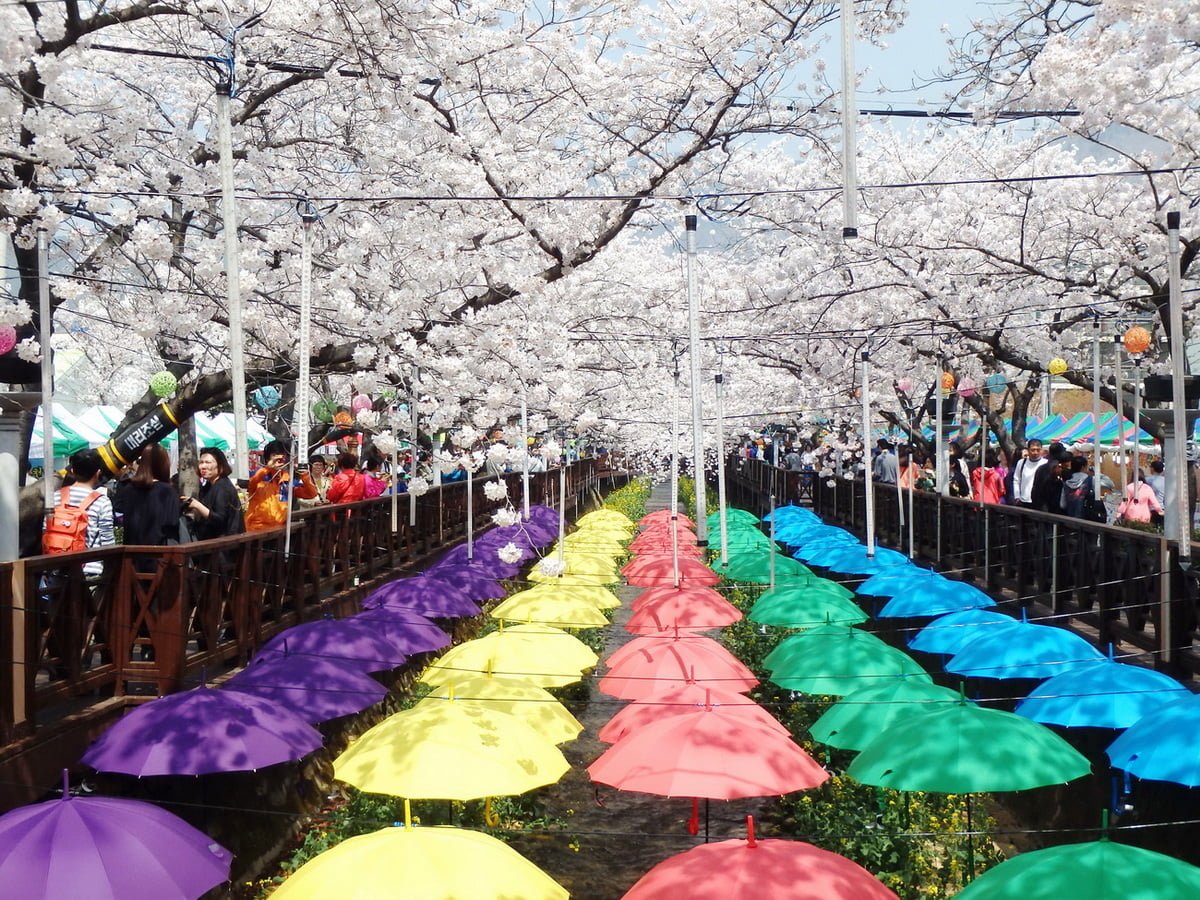 Lễ hội hoa Anh Đào trên đảo Jeju