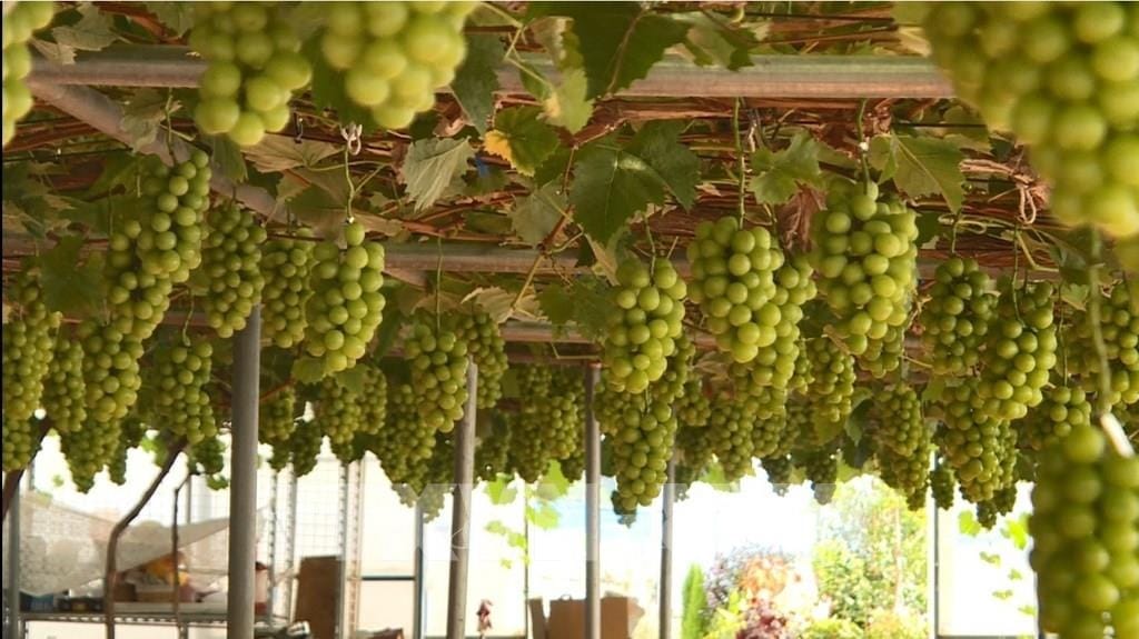 Trải nghiệm vườn nho hút khách khi du lịch Hàn Quốc