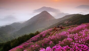 Chiêm ngưỡng xứ sở hoa anh đào tại Changwon Hàn Quốc