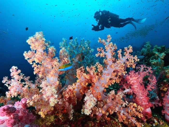 Rạn san hô rực rỡ ở quần đảo Similan.