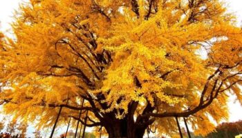 Cây bạch quả 'đẹp nhất thế giới' chuyển lá vàng rực rỡ ở Hàn Quốc