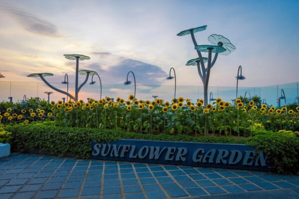 Vườn hoa hướng dương ở Nhà ga số 2 tại Sân bay Changi của Singapore