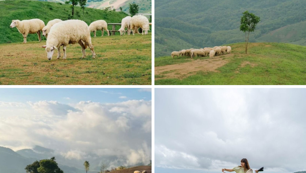 Akha Farmville - trang trại cừu thơ mộng trên đỉnh núi Thái Lan
