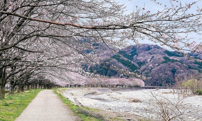 Hoa anh đào nở ở thành phố Kanuma, tỉnh Tochigi. 
