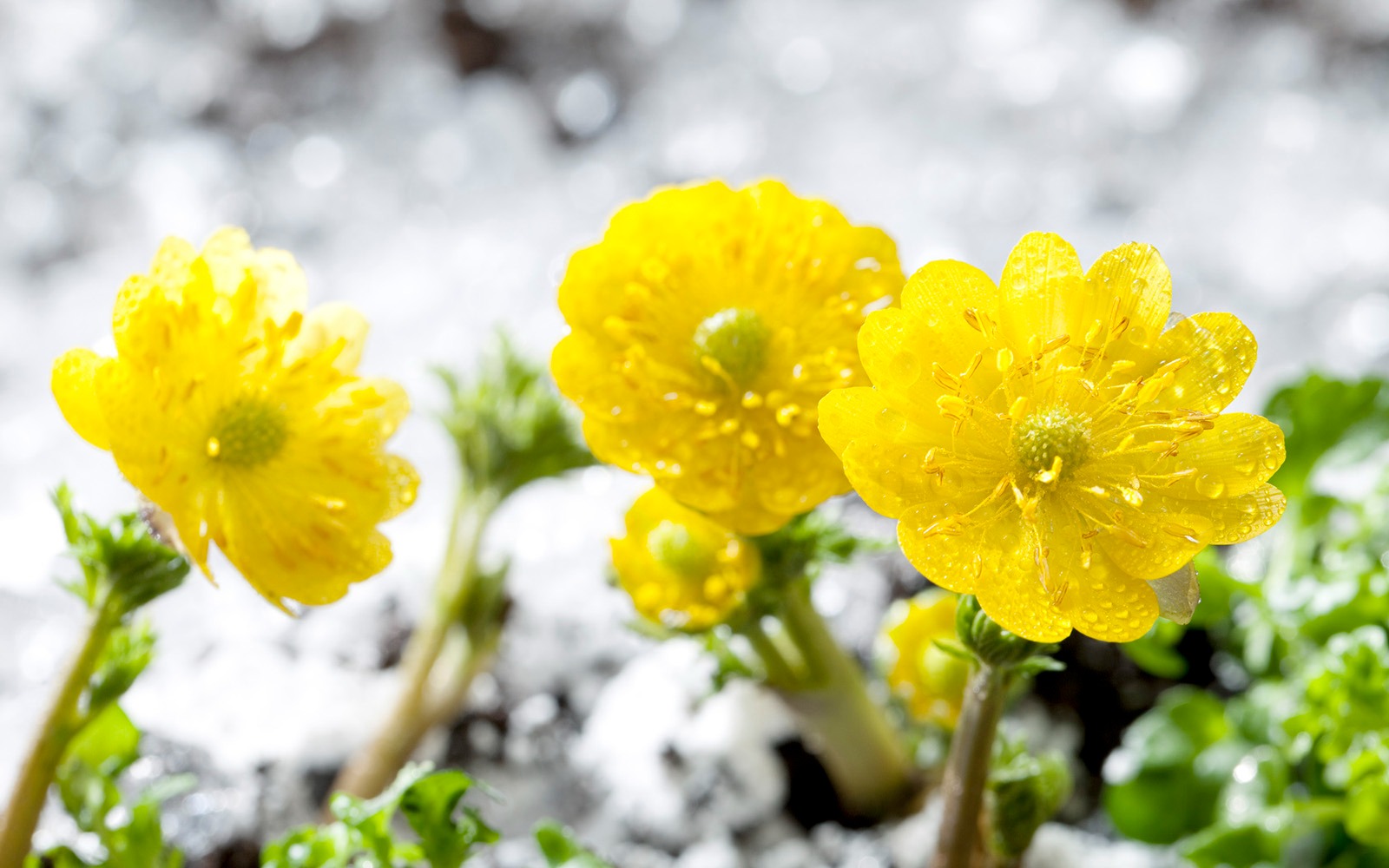 Hoa phúc thọ rực rỡ trên nền tuyết trắng.