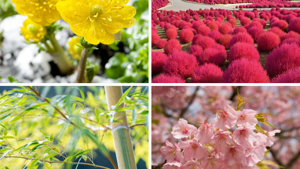 Một số loài cây và hoa có ý nghĩa quan trọng trong năm mới ở Nhật