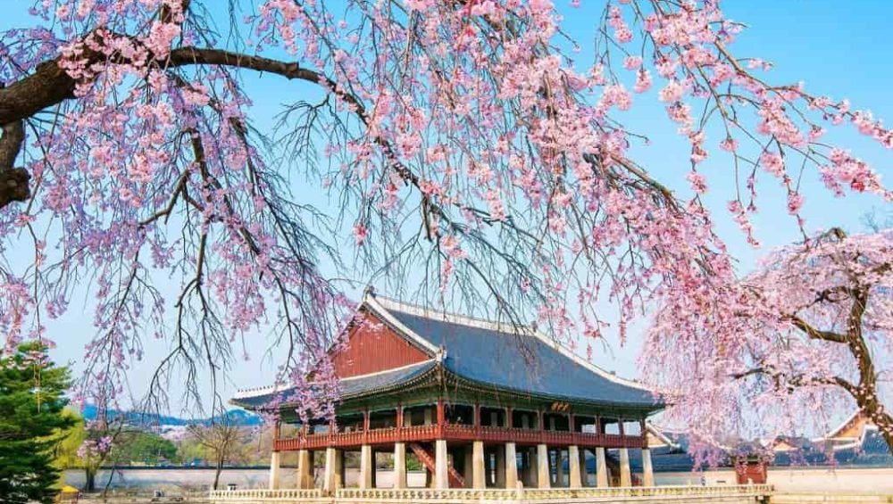 Cập nhật dự báo mùa hoa đào nở ở Hàn Quốc năm 2024