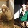 Lông cừu sẽ được chúng xử lý như thế nào nếu không được cắt bỏ?