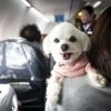 Bark Air ra mắt dịch vụ hàng không dành riêng cho thú cưng