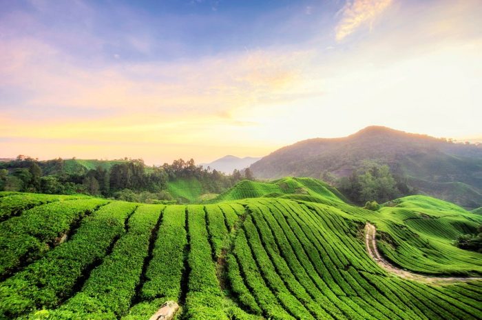 Thung lũng trà Gaharu
